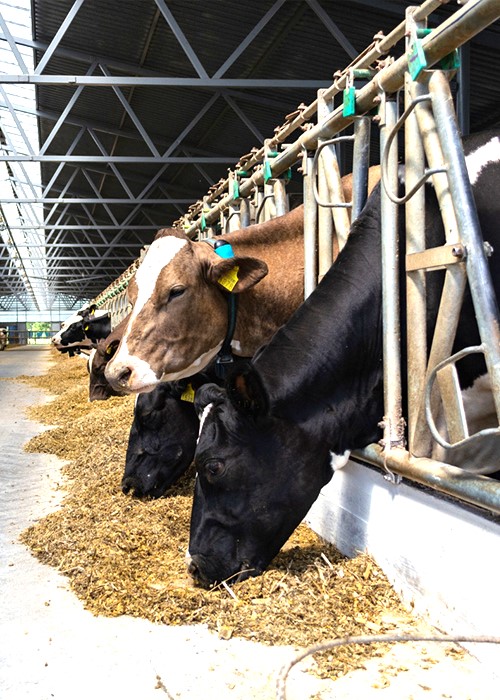 animal feed